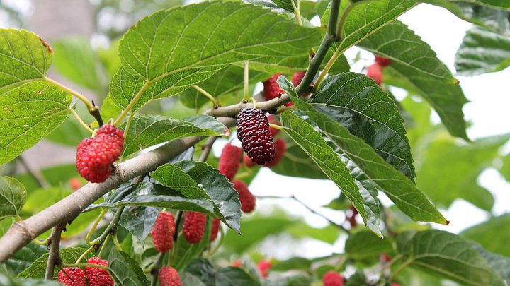 mulberry