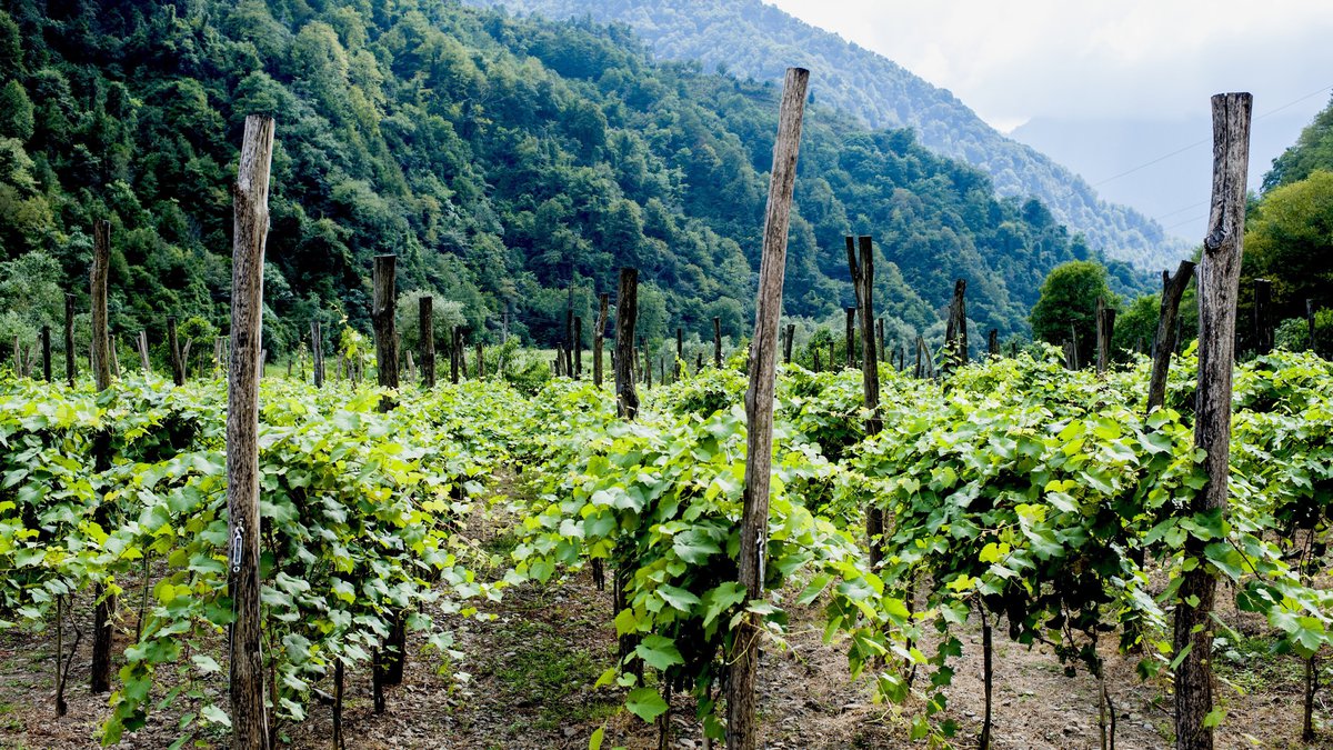 Green vineyards of Georgia