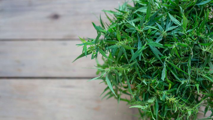 tarragon