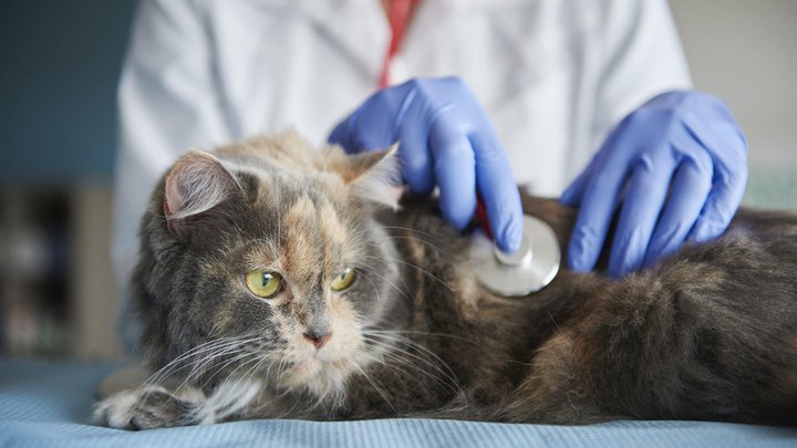 Vet office