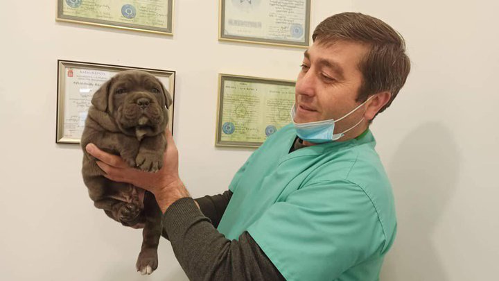 Vet Point