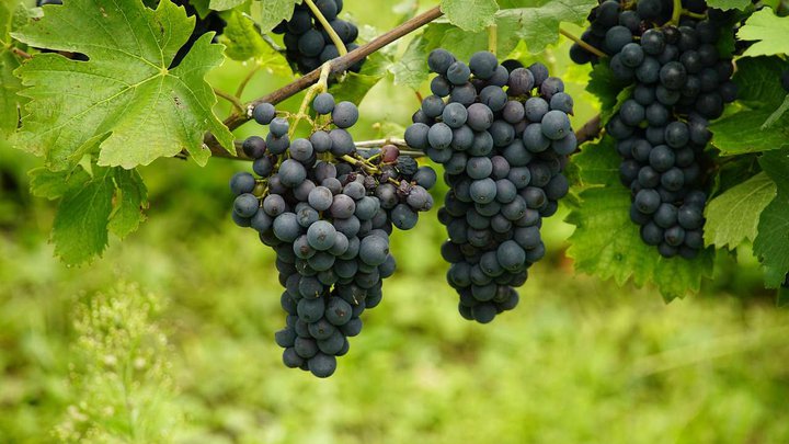 grape