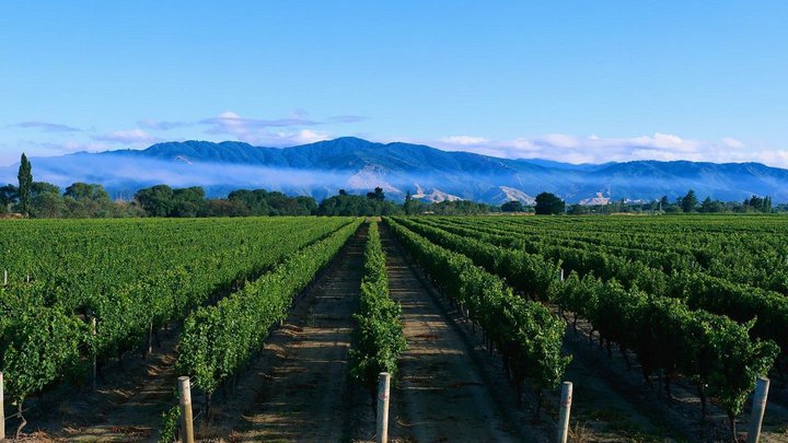 Georgian Wine Bank