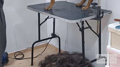 Собака на груминге