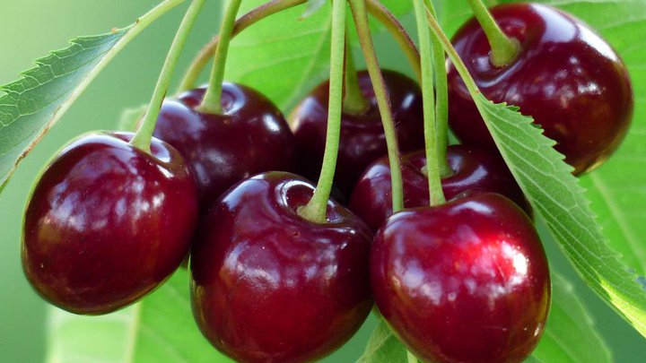 cherry