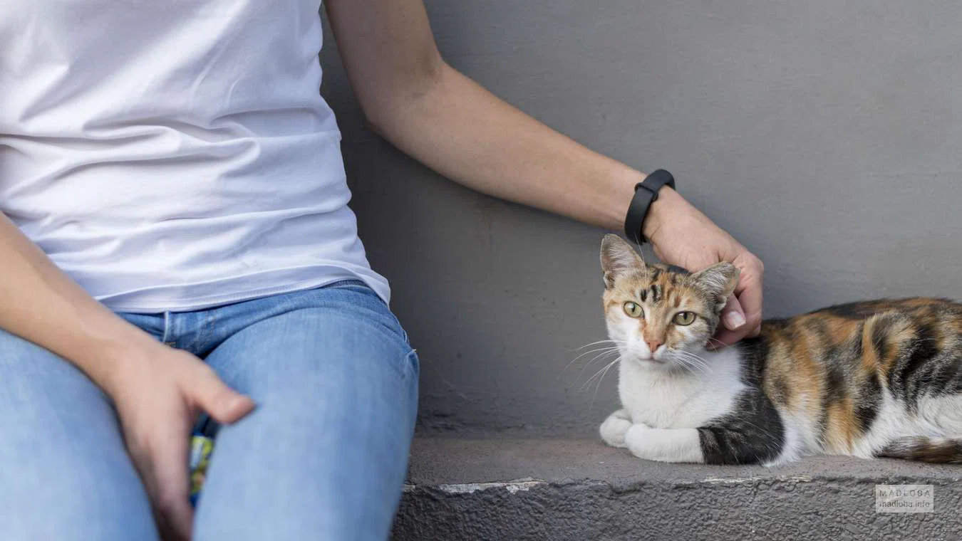 Клуб любителей кошек