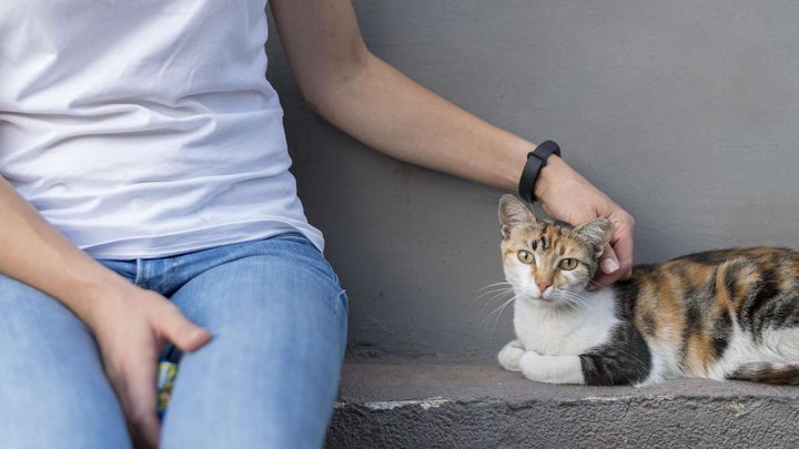 Cat lovers club