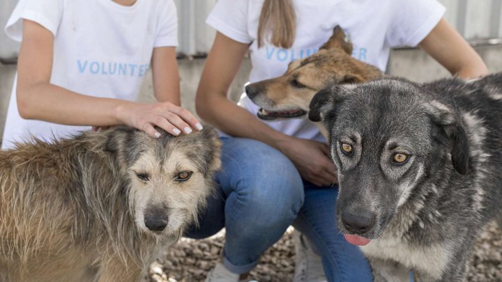 Shelter for dogs Tamaz Elizbarashvili